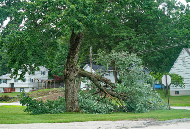 Professional Tree Care  in Fowlkes, TN